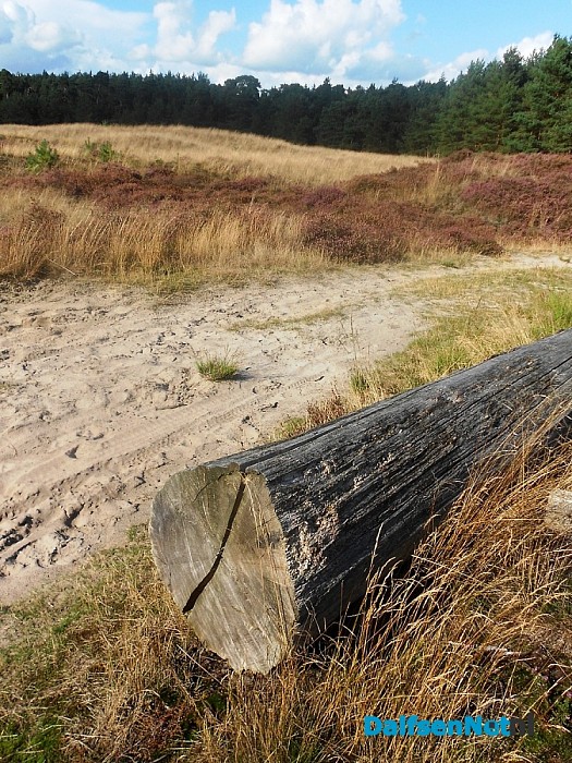 Heide bij de Heideweg
