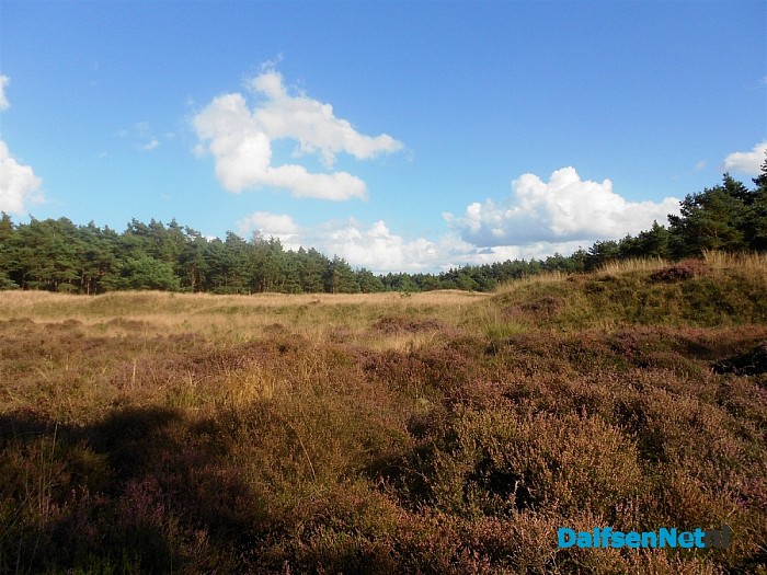 Heide bij de Heideweg