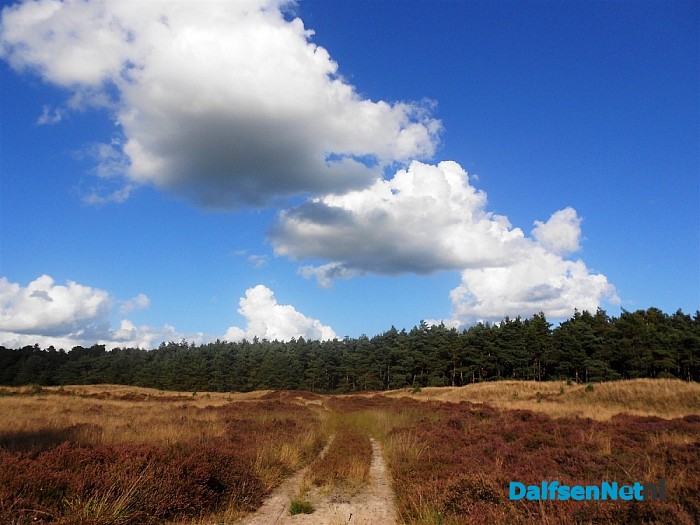 Heide bij de Heideweg