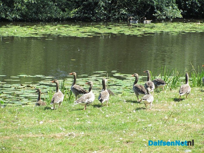 Gans van Hans