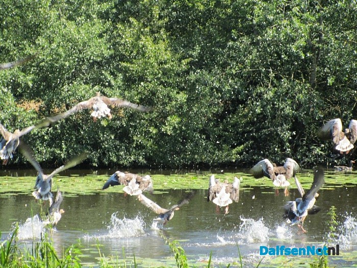 Gans van Hans