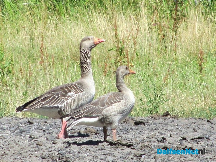 Gans van Hans