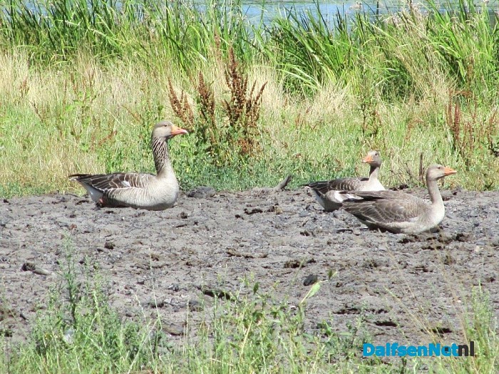 Gans van Hans