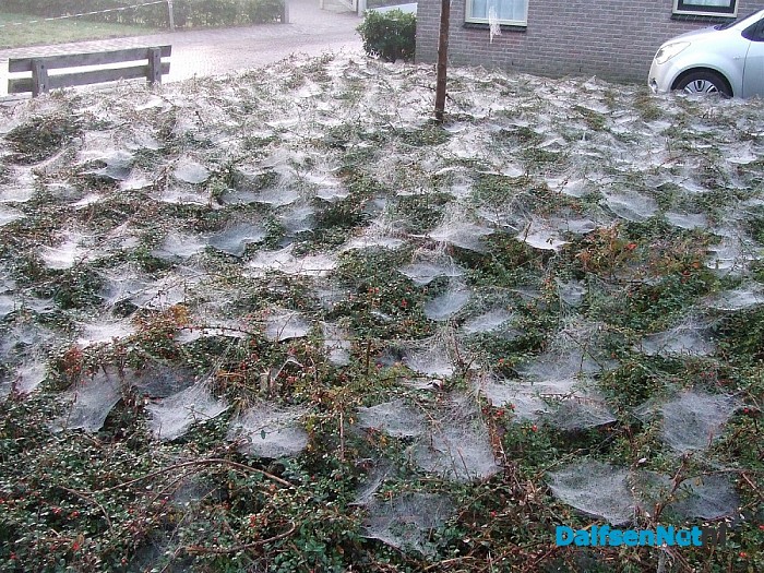 Voor dag en dauw