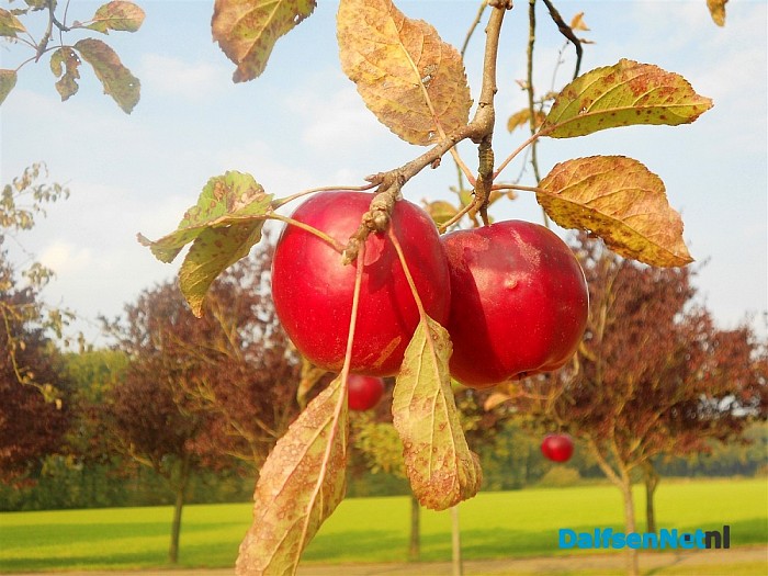 Appelboomgaard in herfskleuren
