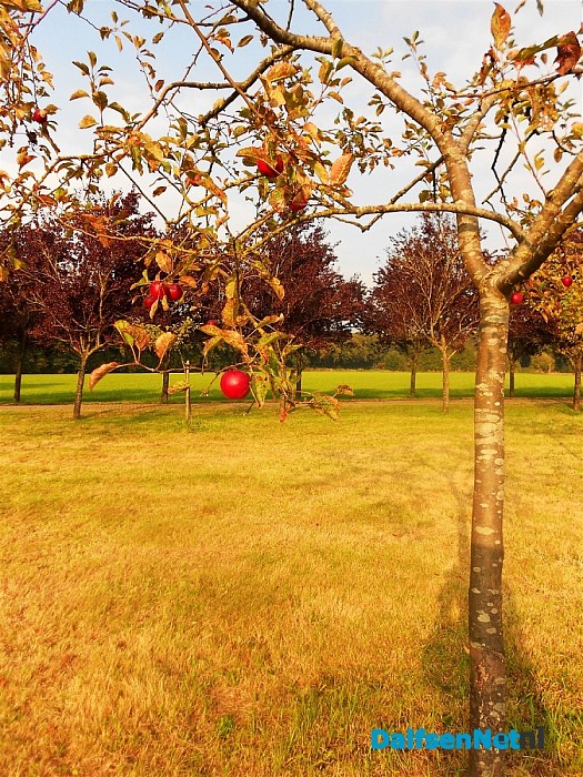 Appelboomgaard in herfskleuren