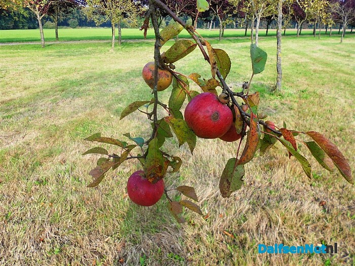 Appelboomgaard in herfskleuren