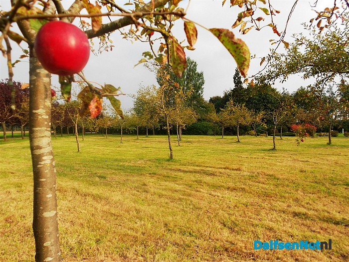 Appelboomgaard in herfskleuren