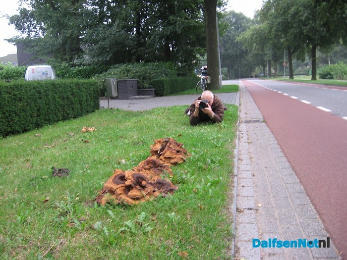 Bijzondere paddenstoelen fotografie