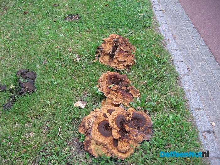 Bijzondere paddenstoelen fotografie
