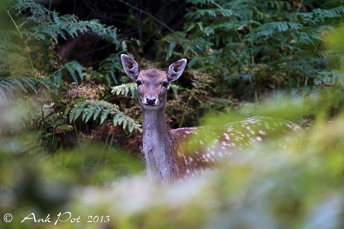 Maandfoto van Ank, Oktober - Foto: Ank Pot