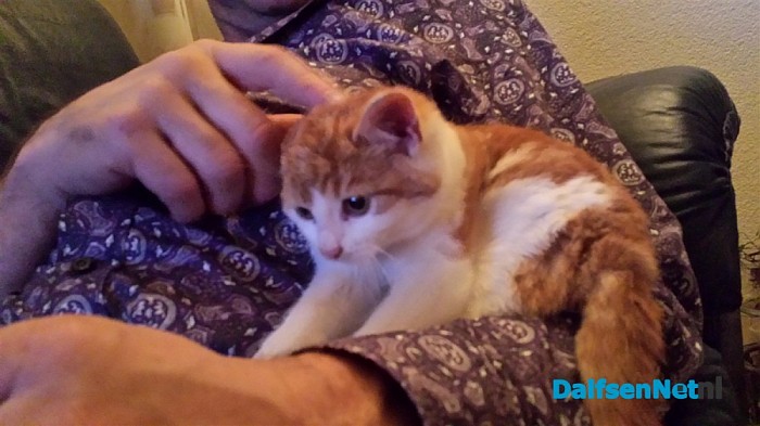 Nog een poes aan de wandel