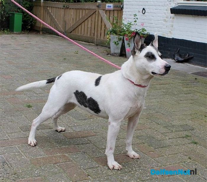 Gezocht baasje voor prachtige Lucy!