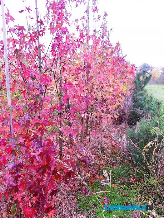 Herfst bij de boomkweker