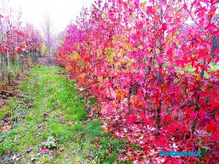 Herfst bij de boomkweker