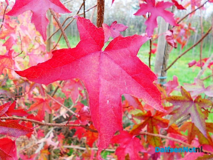 Herfst bij de boomkweker