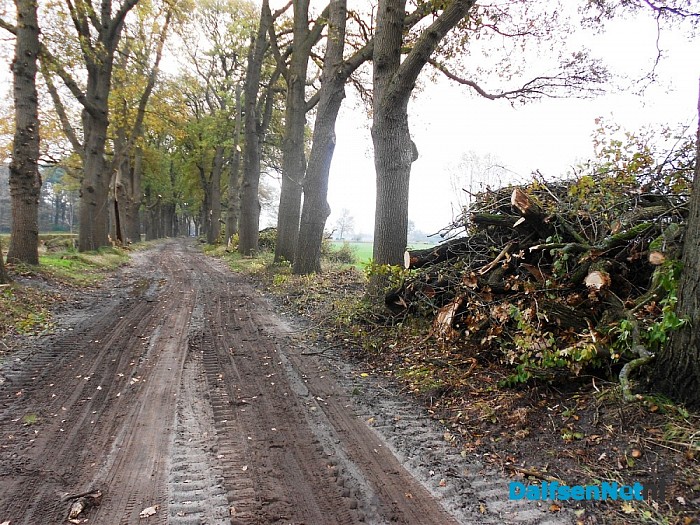 Groot onderhoud bomen Bosrandweg