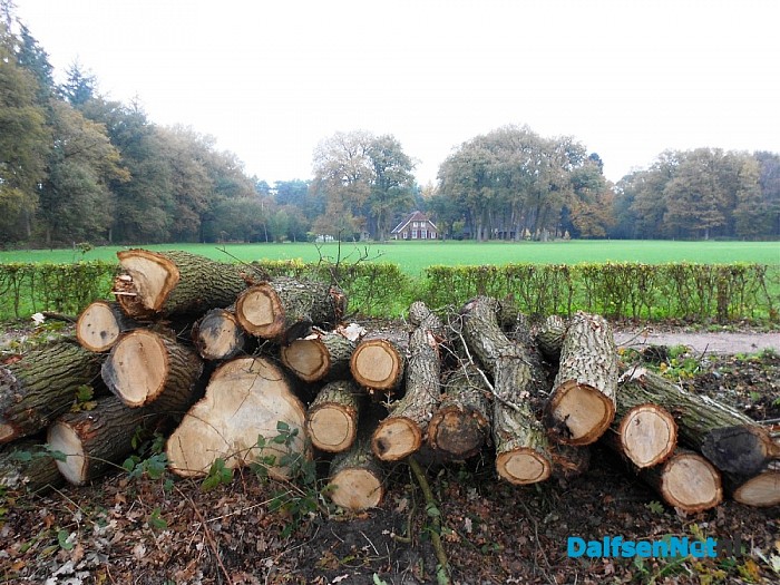 Groot onderhoud bomen Bosrandweg