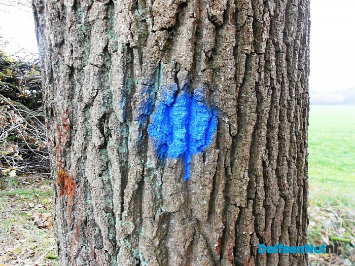 Groot onderhoud bomen Bosrandweg
