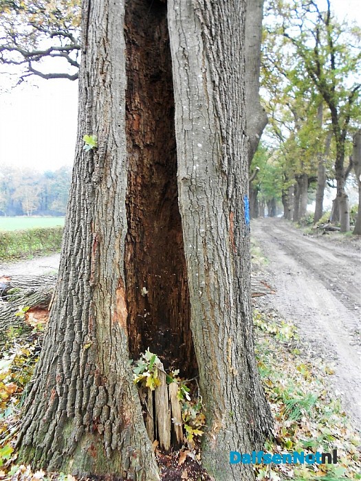 Groot onderhoud bomen Bosrandweg