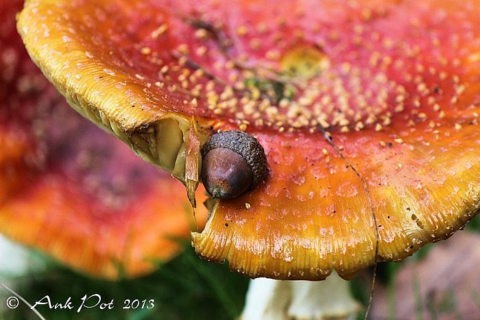 Foto van de maand van Ank, November - Foto: Ank Pot