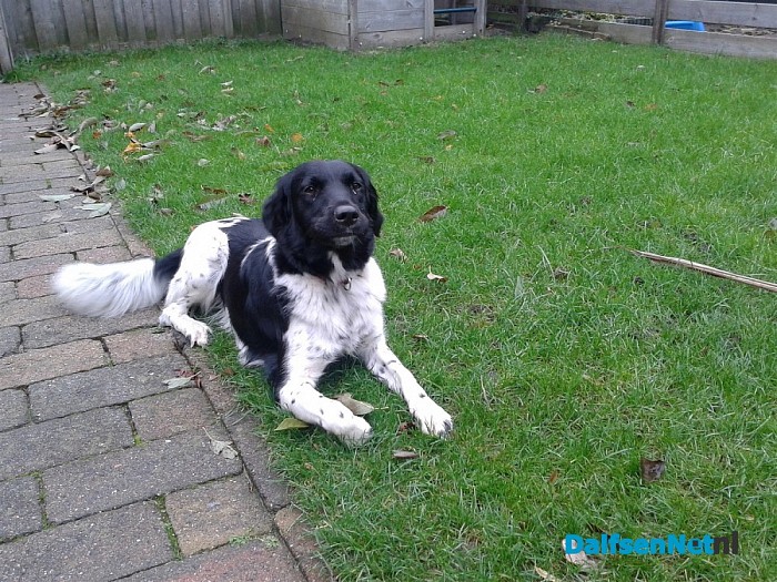 Hond gevonden