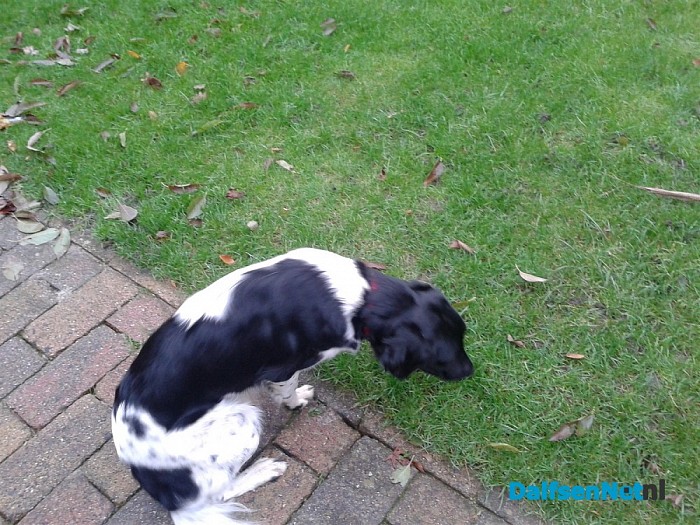 Hond gevonden