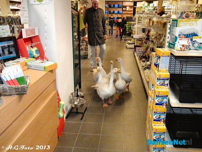 Ganzen aan de wandel. - Foto: H.G. Foto