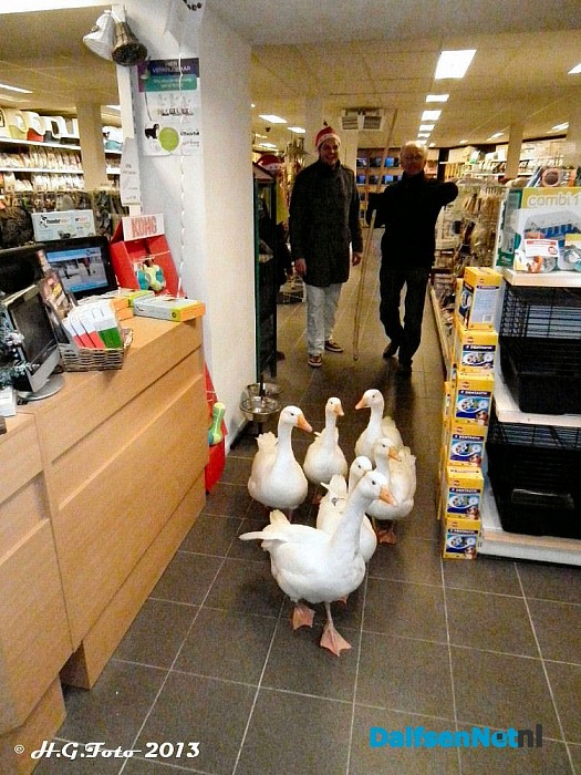 Ganzen aan de wandel. - Foto: H.G. Foto