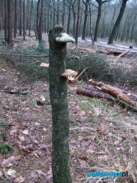Ik stond voor paal vanmorgen. Wat betekent dit?