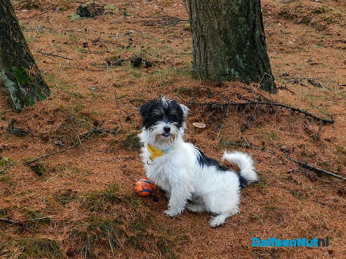 Moppy is onder de pannen