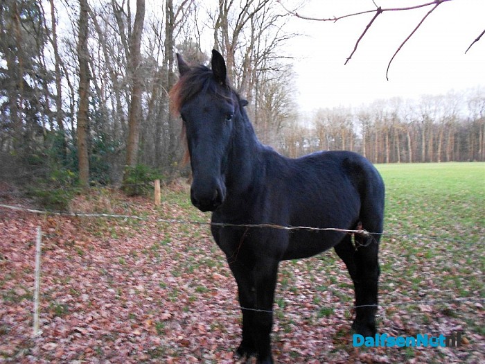 Deze paarden staan aan de Zandwijkerallee