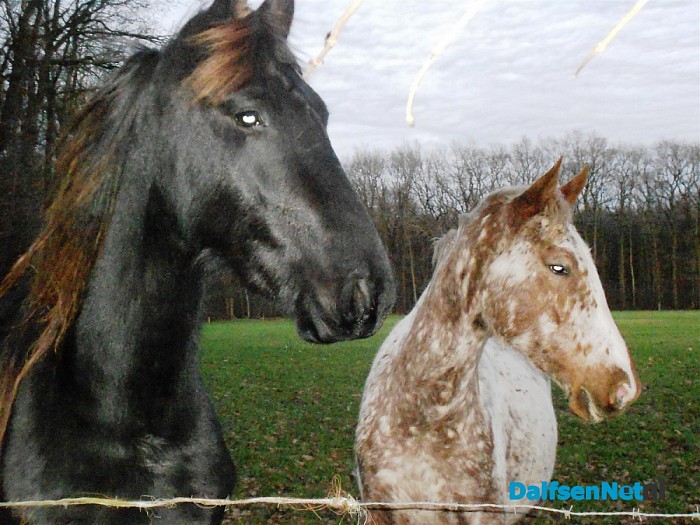 Deze paarden staan aan de Zandwijkerallee