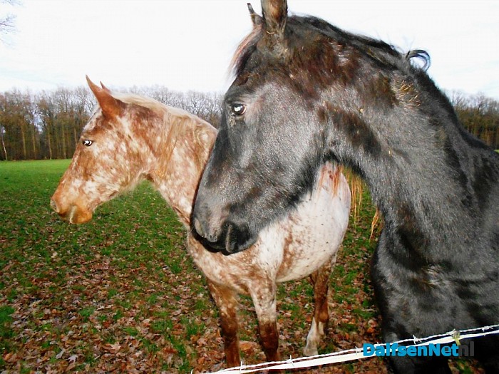 Deze paarden staan aan de Zandwijkerallee