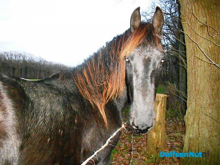 Deze paarden staan aan de Zandwijkerallee
