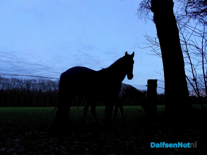 Deze paarden staan aan de Zandwijkerallee