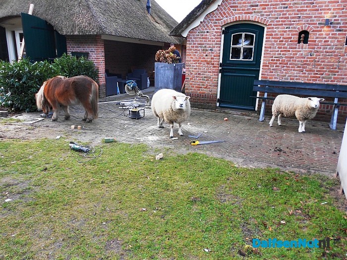 Levend kerststal in het Sterrebos?