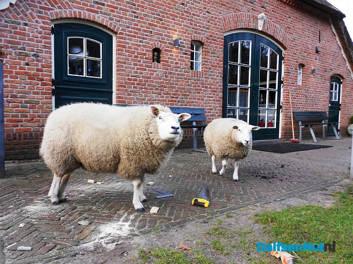 Levend kerststal in het Sterrebos?