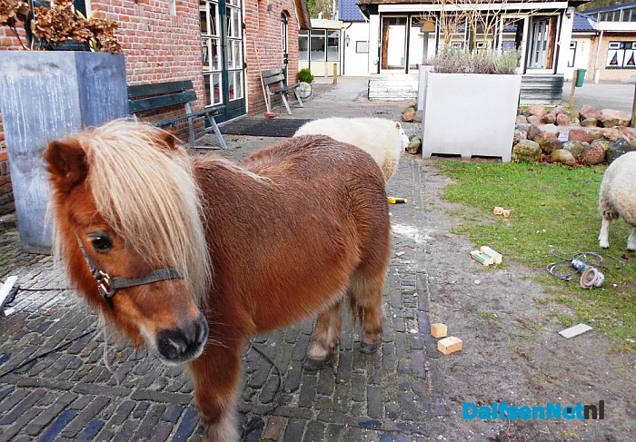 Levend kerststal in het Sterrebos?