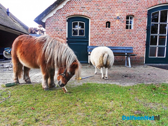 Levend kerststal in het Sterrebos?