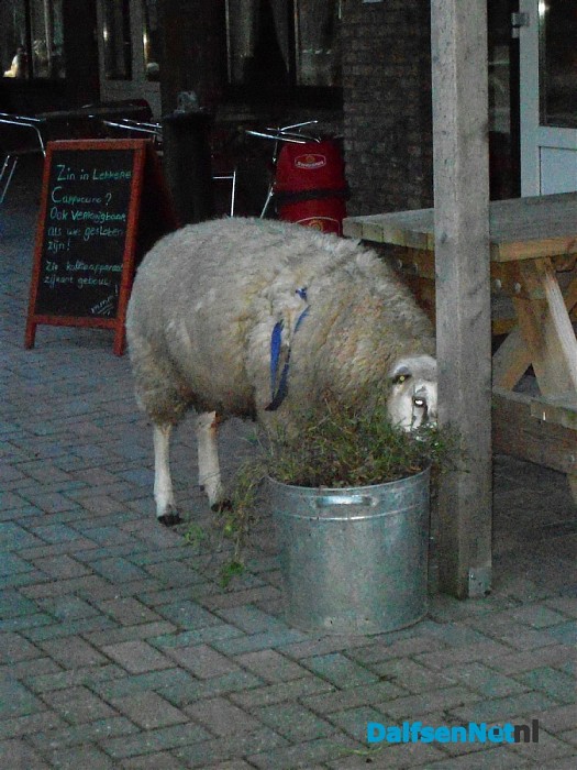 Deze gasten eten buiten vast net zo lekker als de andere gasten binnen
