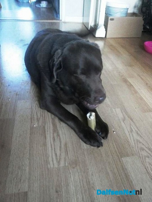Hond gevonden