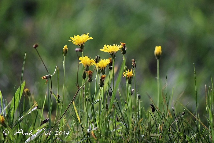 Foto van de Maand Januari - Foto: Ank Pot