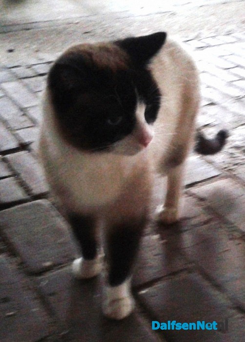 Kater aan komen lopen