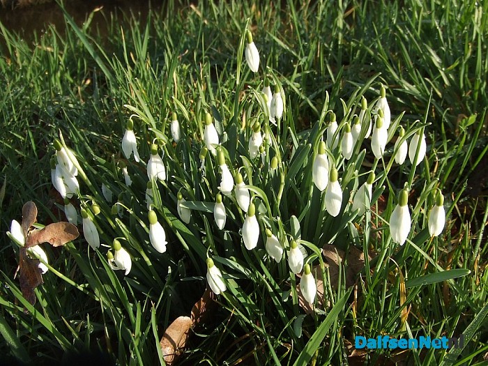 Als in Holland de sneeuwklokjes bloeien……
