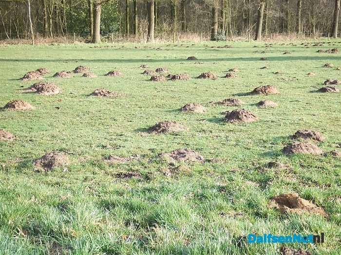 Als in Holland de sneeuwklokjes bloeien……