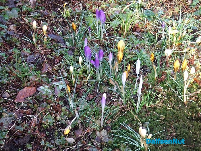 Als in Holland de sneeuwklokjes bloeien……