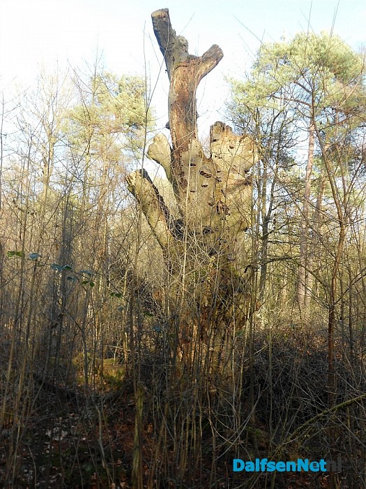 Met de vrouw van de boswachter het bos in