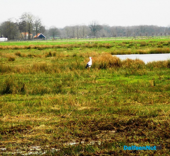 Ooievaars paar weer terug in Hoonhorst