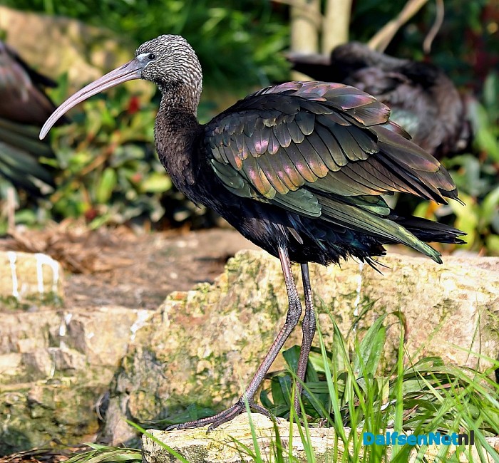 Zwarte ibis in Dalfsen neergestreken